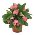 Euphorbia milii 'Maxi Pink Cadillac' - 1 Gallon