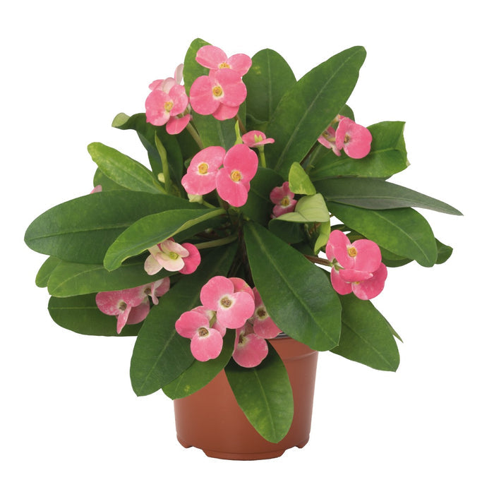 Euphorbia milii 'Maxi Pink Cadillac' - 1 Gallon