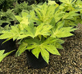 Fatsia Camouflage® - 2 Gallon