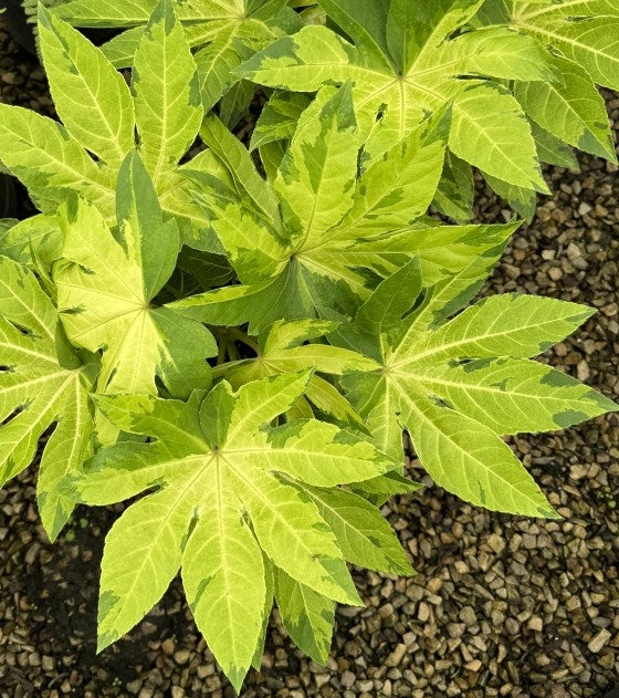 Fatsia Camouflage® - 2 Gallon
