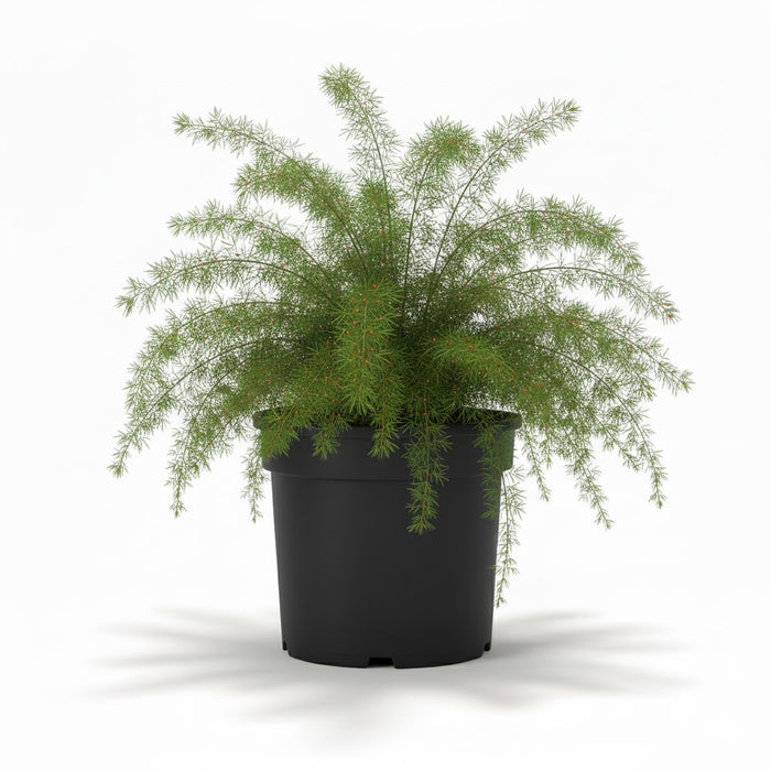 Fern Asparagus aethiopicus 'Sprengeri' - 2 Gallon