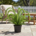Fern Asparagus densiflorus 'Myersii' - 2 Gallon