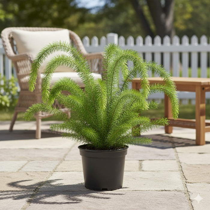 Fern Asparagus densiflorus 'Myersii' - 2 Gallon