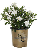 Gardenia Celestial Star™ - 2 Gallon