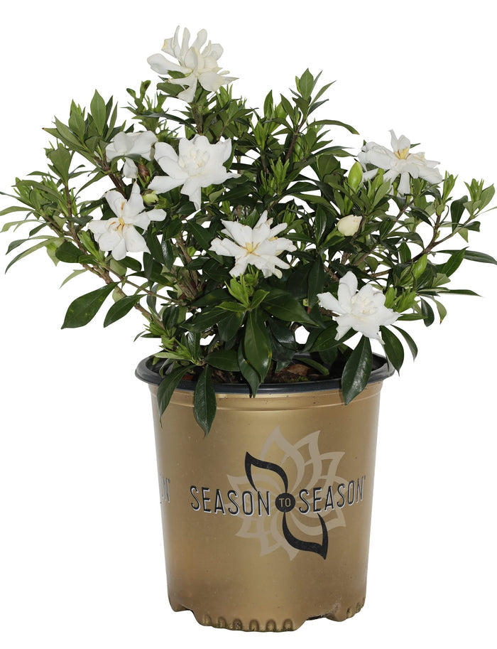 Gardenia Celestial Star™ - 2 Gallon