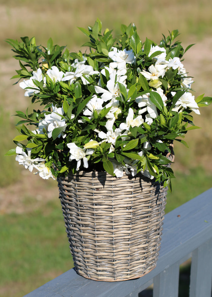 Gardenia Celestial Star™ - 2 Gallon