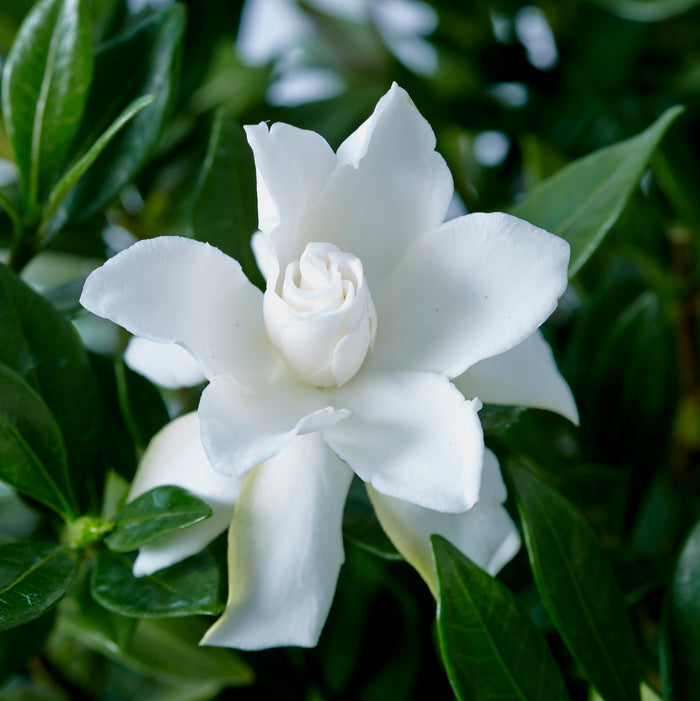 Gardenia Celestial Star™ - 2 Gallon