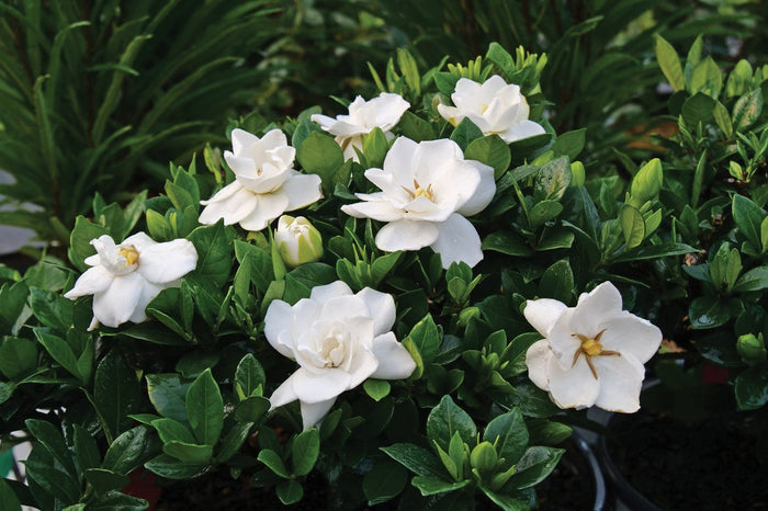 Gardenia Steady As She Goes® - 2 Gallon