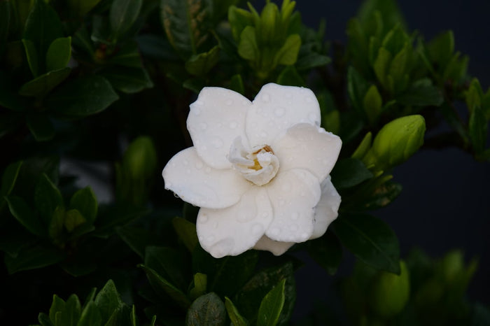 Gardenia Steady As She Goes® - 2 Gallon