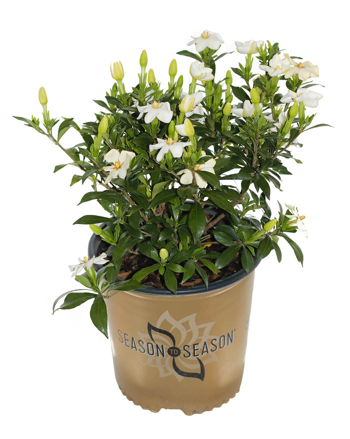 Gardenia Sweetheart™ - 1 Gallon