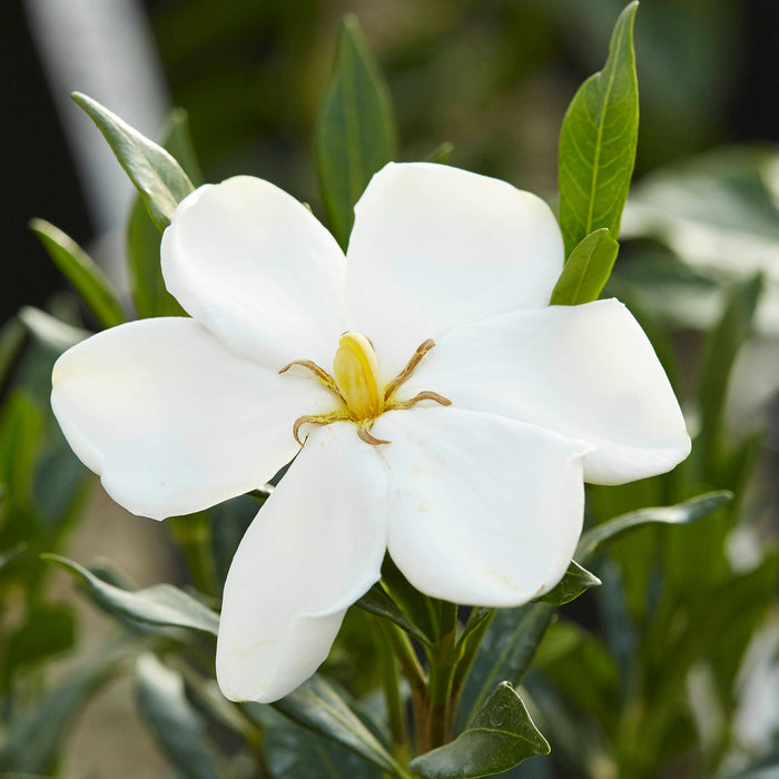 Gardenia Sweetheart™ - 1 Gallon