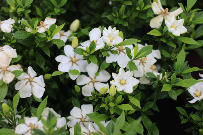 Gardenia Sweetheart™ - 1 Gallon