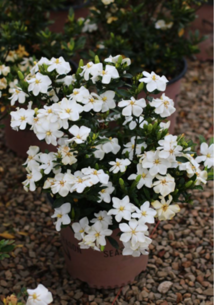 Gardenia Sweetheart™ - 1 Gallon