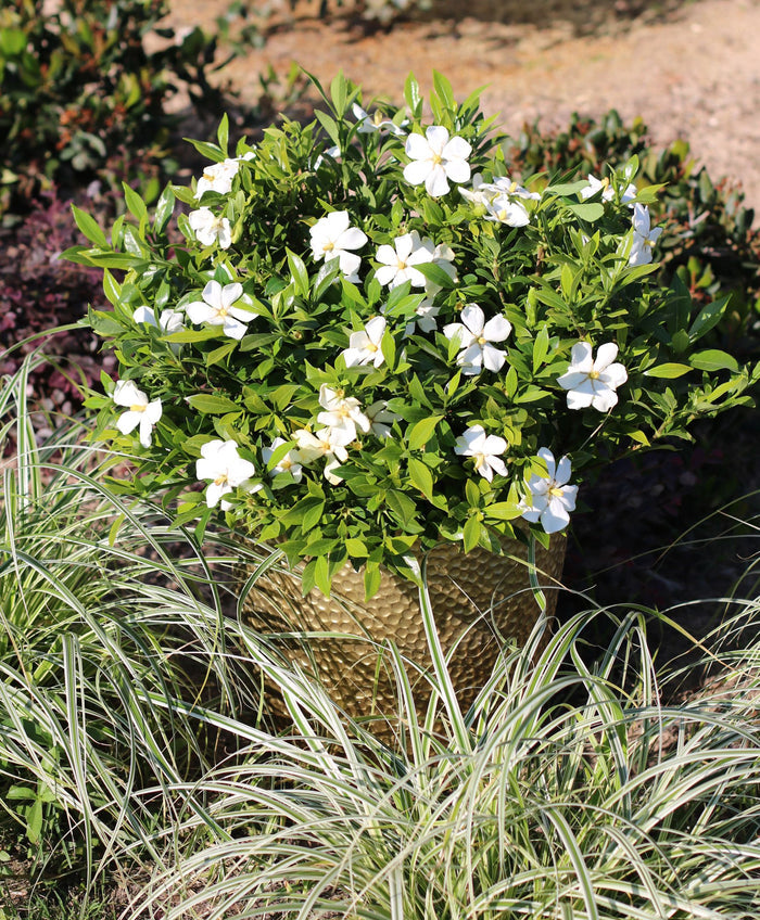 Gardenia Sweetheart™ - 2 Gallon