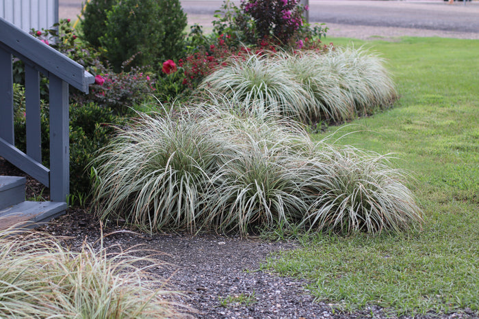 Grass Feather Falls - 1 Gallon