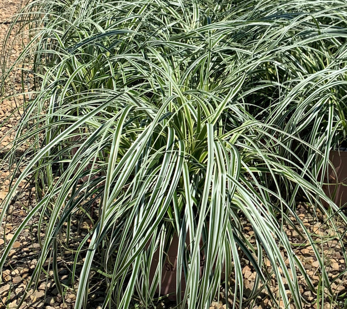 Grass Feather Falls - 1 Gallon