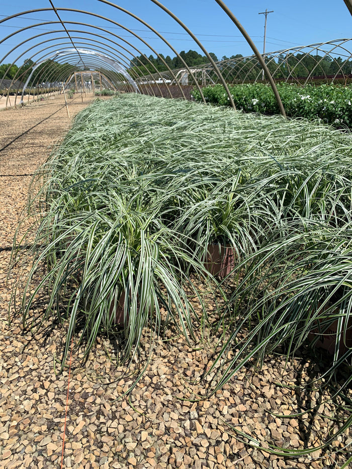 Grass Feather Falls - 2 Gallon