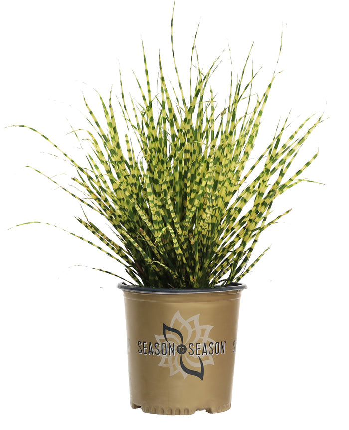 Grass Gold Bar - 2 Gallon