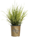 Grass Gold Bar - 2 Gallon