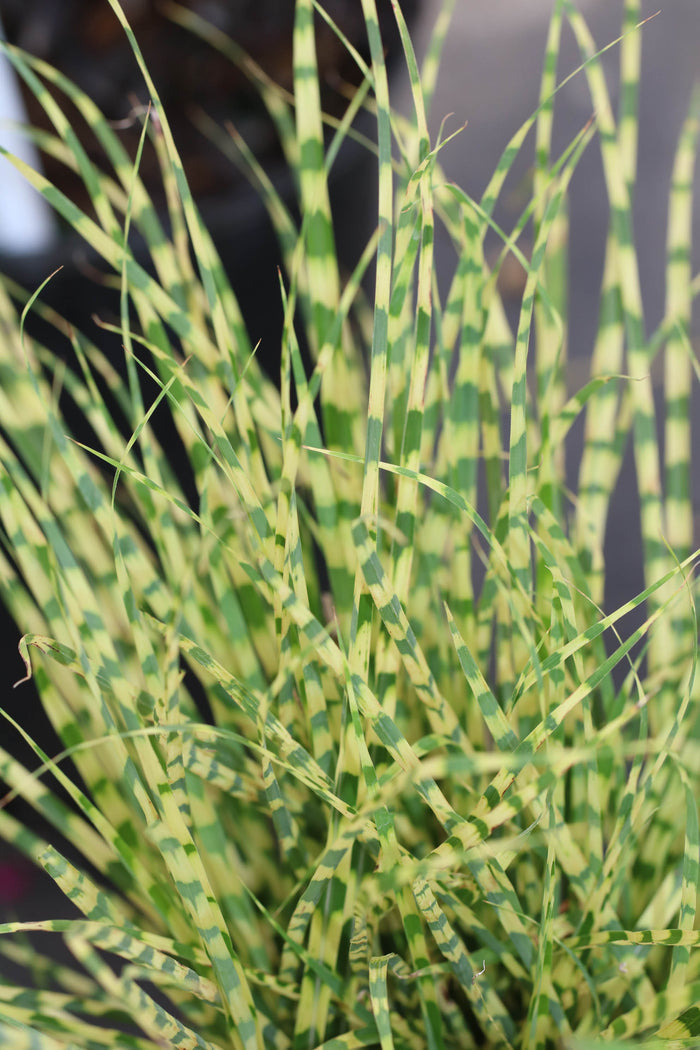 Grass Gold Bar - 2 Gallon