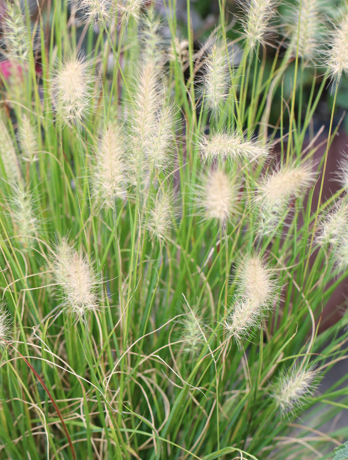 Grass Hameln - 2 Gallon