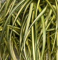 Grass Moon Falls - 1 Gallon