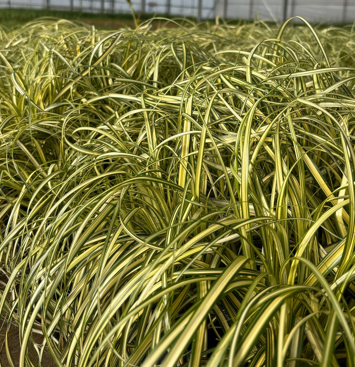 Grass Moon Falls - 1 Gallon