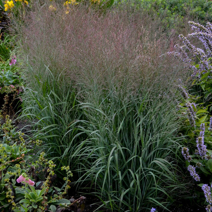 Grass Prairie Winds® Apache Rose - 2 Gallon