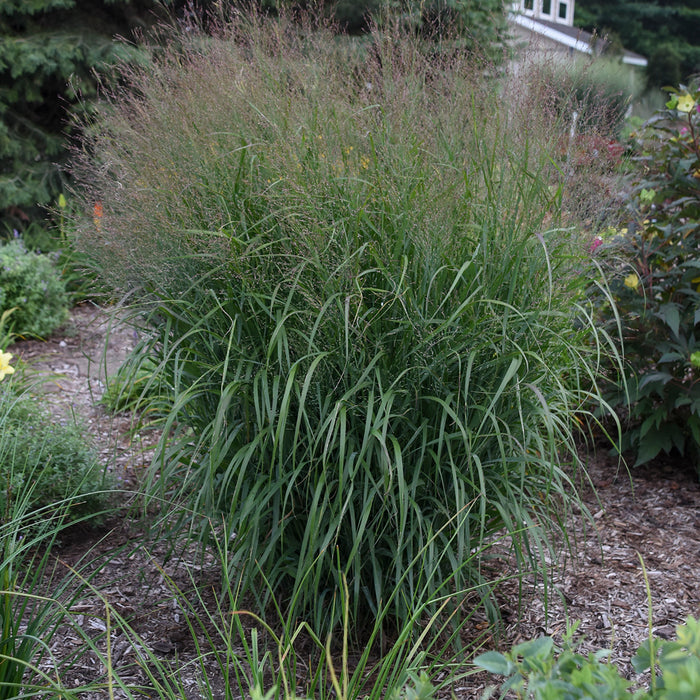Grass Prairie Winds® Apache Rose - 2 Gallon
