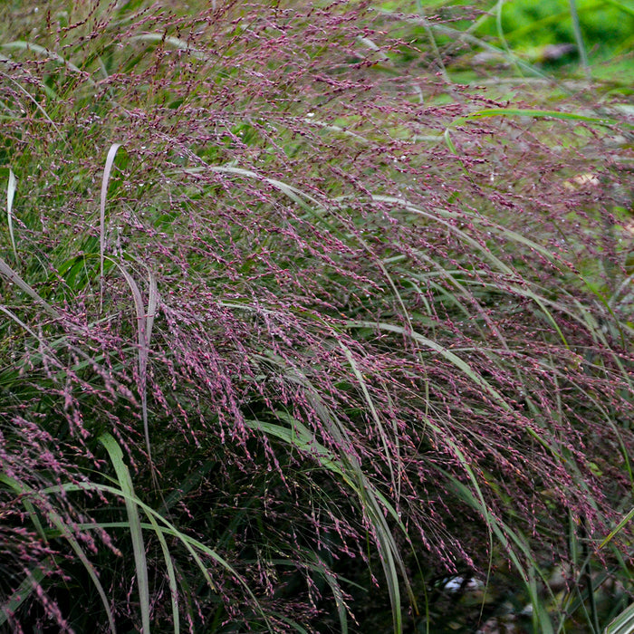 Grass Prairie Winds® Apache Rose - 2 Gallon