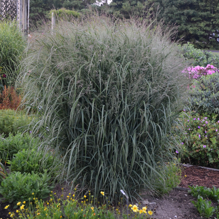 Grass Prairie Winds® Apache Rose - 2 Gallon