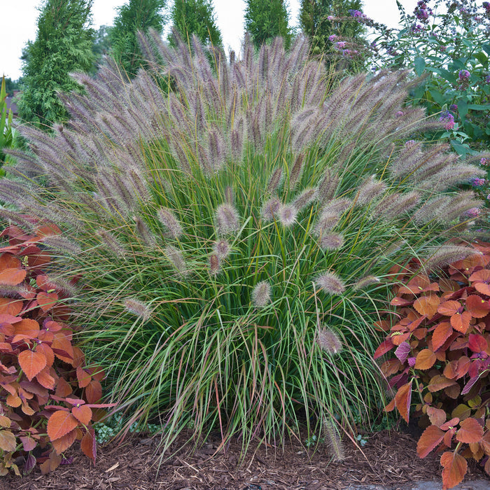 Grass Prairie Winds® Desert Plains - 2 Gallon