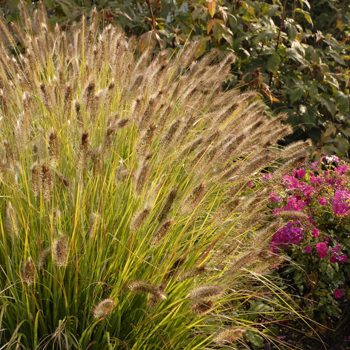 Grass Prairie Winds® Desert Plains - 2 Gallon