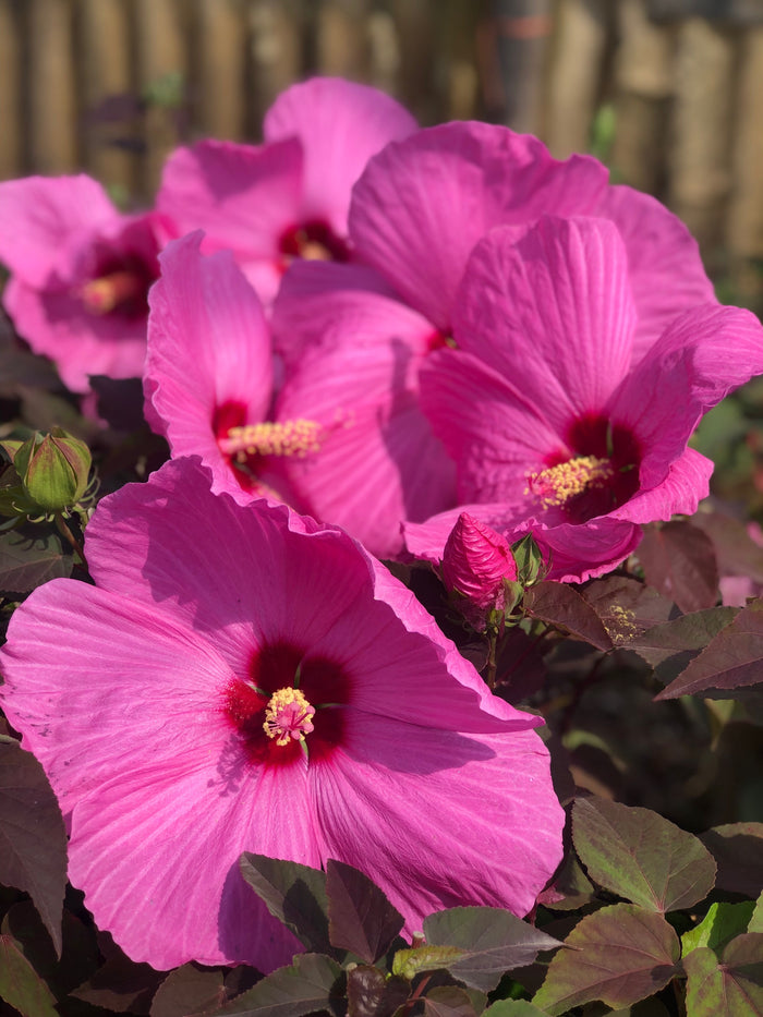 Hardy Hibiscus Head Over Heels® Adore™ - 2 Gallon