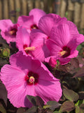 Hardy Hibiscus Head Over Heels® Adore™ - 2 Gallon