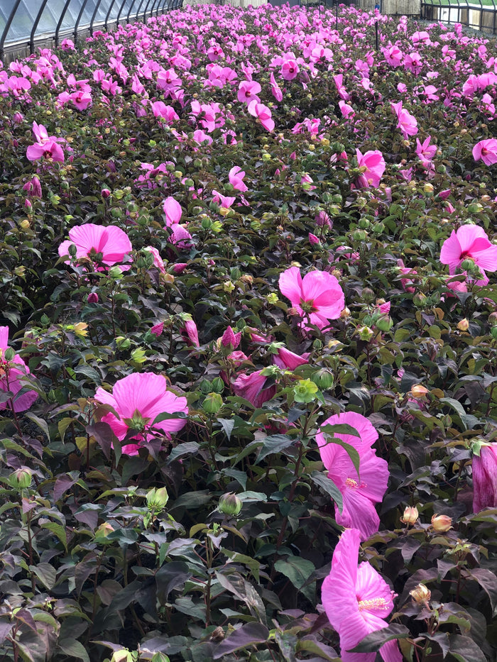 Hardy Hibiscus Head Over Heels® Adore™ - 2 Gallon