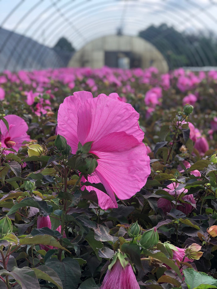 Hardy Hibiscus Head Over Heels® Adore™ - 2 Gallon