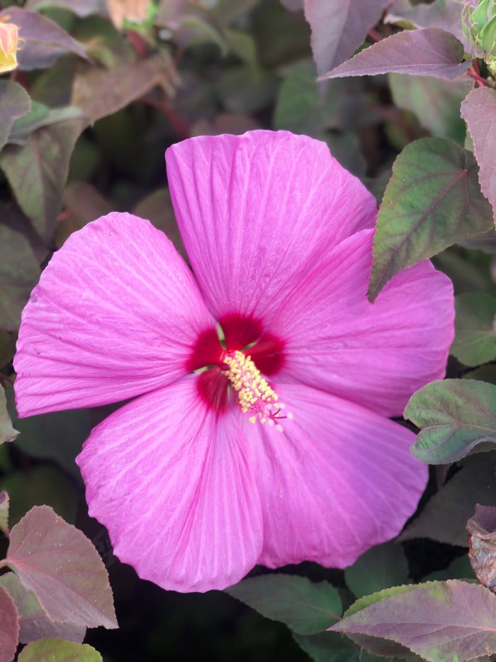 Hardy Hibiscus Head Over Heels® Adore™ - 2 Gallon