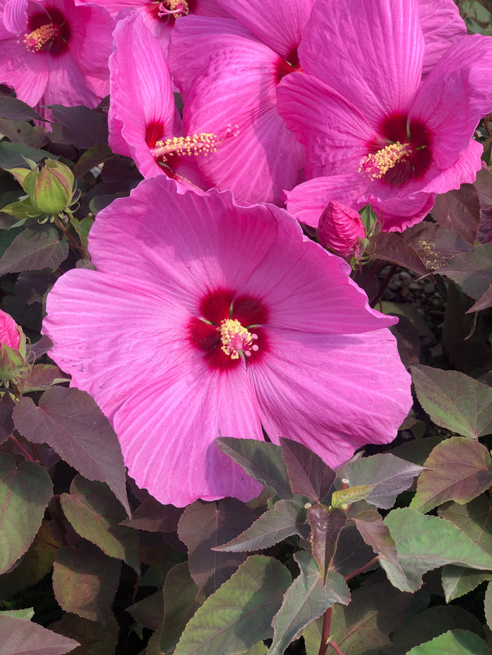 Hardy Hibiscus Head Over Heels® Adore™ - 2 Gallon