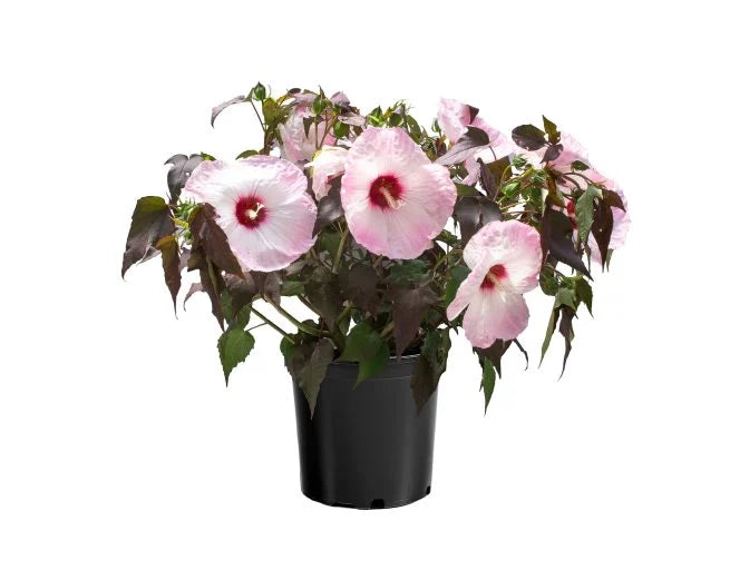 Hardy Hibiscus Head Over Heels® Blush™ - 2 Gallon