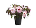 Hardy Hibiscus Head Over Heels® Blush™ - 2 Gallon
