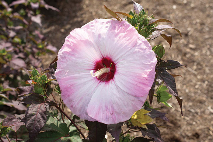 Hardy Hibiscus Head Over Heels® Blush™ - 2 Gallon
