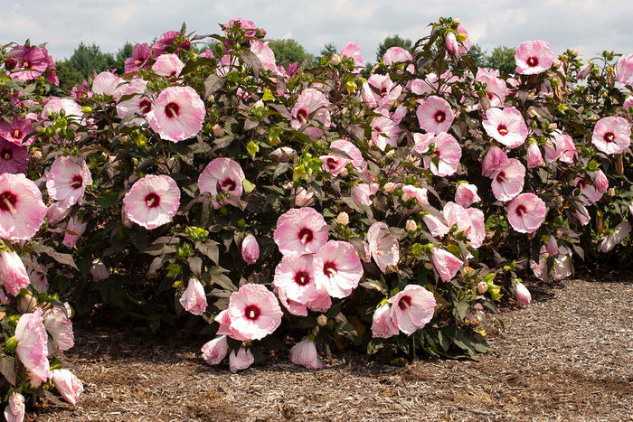 Hardy Hibiscus Head Over Heels® Blush™ - 2 Gallon
