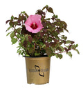 Hardy Hibiscus Summer Spice® Rosé Soufflé™ - 2 Gallon
