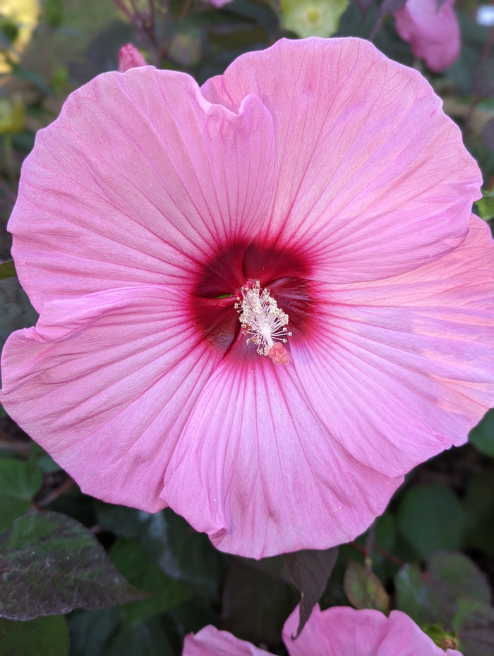 Hardy Hibiscus Summer Spice® Rosé Soufflé™ - 2 Gallon