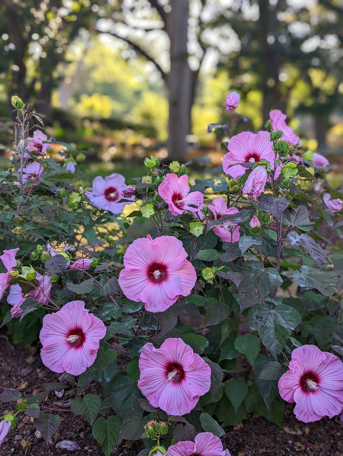 Hardy Hibiscus Summer Spice® Rosé Soufflé™ - 2 Gallon