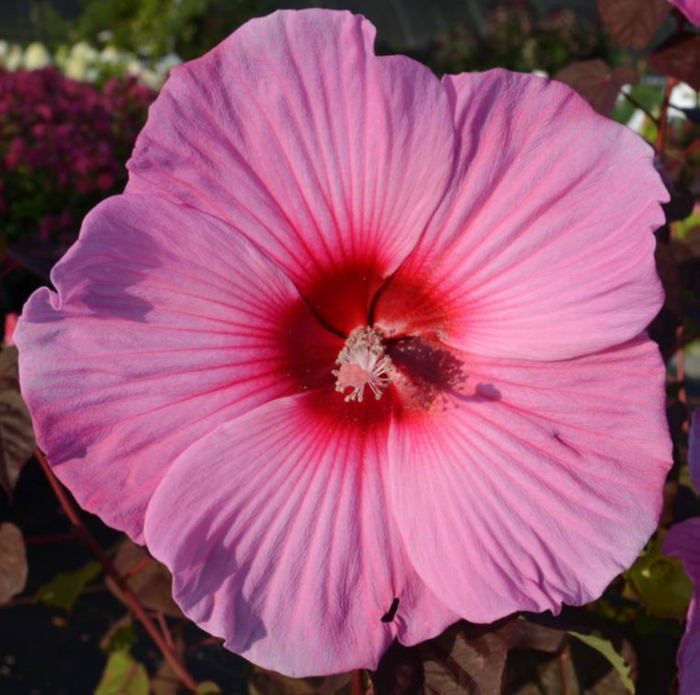 Hardy Hibiscus Summer Spice® Rosé Soufflé™ - 2 Gallon
