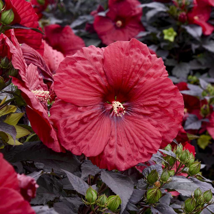 Hardy Hibiscus Summerific® Holy Grail - 2 Gallon