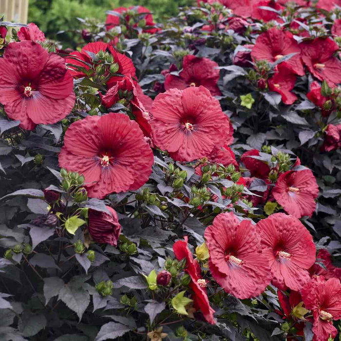 Hardy Hibiscus Summerific® Holy Grail - 2 Gallon