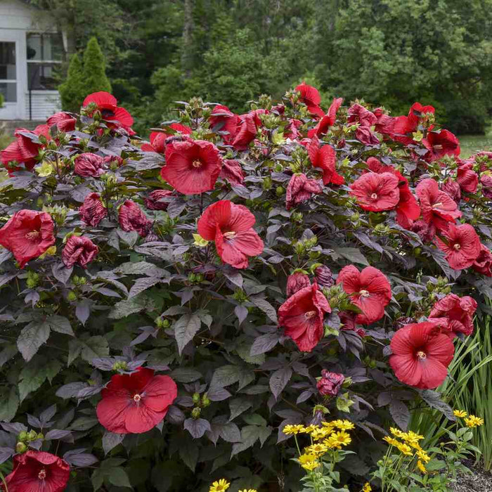 Hardy Hibiscus Summerific® Holy Grail - 2 Gallon